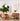 Adonis Dining Table - What A Room